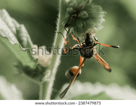 wasp arranges plants with blur background. Vespa affinis