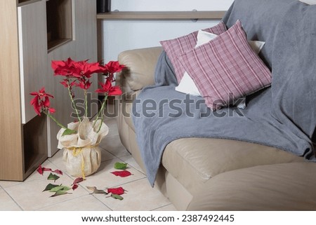 Red poinsettia in a pot with falling leaves on the floor near couch.Flower care concept Royalty-Free Stock Photo #2387492445