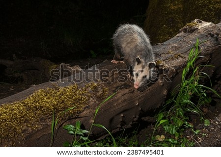 North American Opossum at night foraging for food