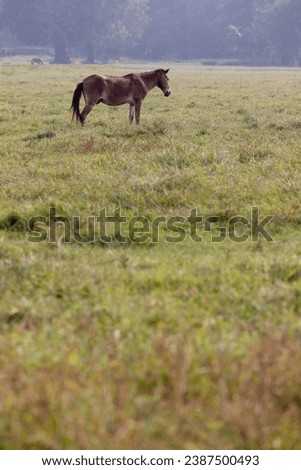A free horse grazing an open green areas with lots of grass. Picture shows sign of freedom and happiness