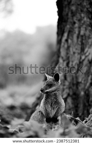 Kangaroo in an Australian park