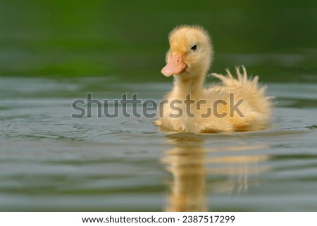Innocent duckling swimming in the water happily. Animal closeup 