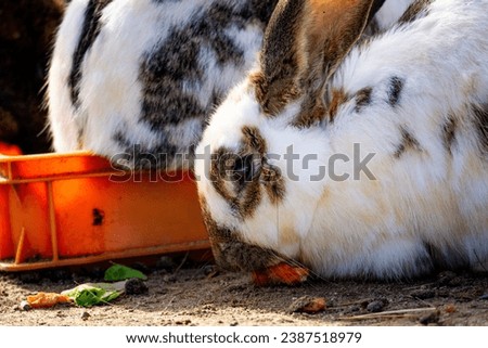 Close up on Domestic rabbit (Oryctolagus cuniculus domesticus) eating 