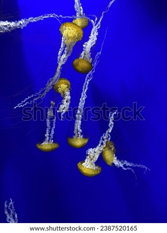 This is a picture I captured in the Aquarium of a Jellyfishes ⭐️