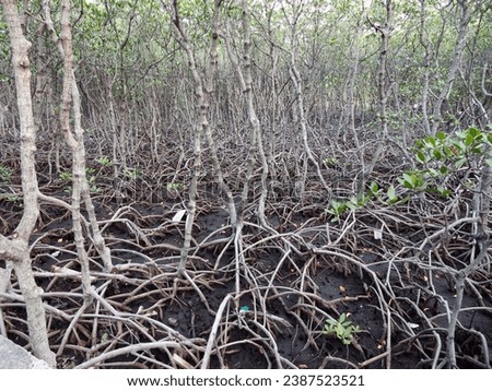 mangrove forest on Rambut Island