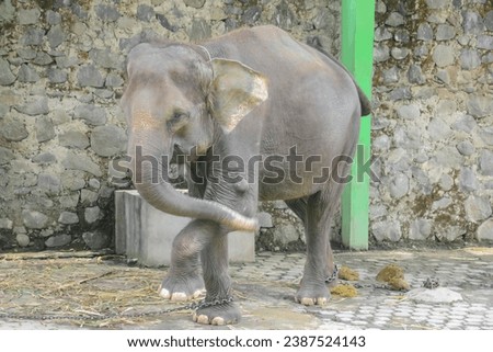 The Sumatran elephant is a subspecies of Asian elephant that only lives on the island of Sumatra. Sumatran elephants are smaller than the Indian elephant subspecies.

