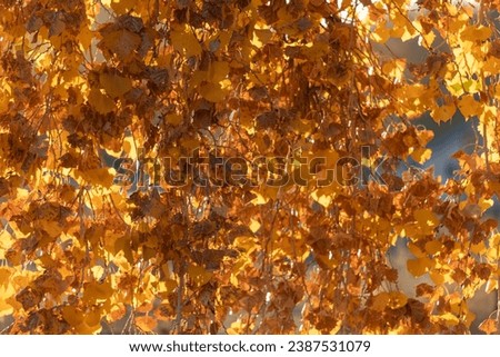 Golden yellow cottonwood leaves glow with sunlight on a crisp autumn day. Royalty-Free Stock Photo #2387531079