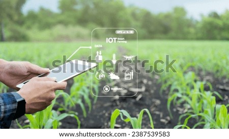 Farmer uses digital tablet in corn field with smart farming interface icons and smart technology, research on data, agriculture problem analysis, agribusiness concept. Royalty-Free Stock Photo #2387539583