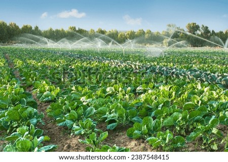 vegetable garden images. These photos showcase the diversity of vegetables in a stunning array of hues, making them perfect for projects that celebrate the joy of cooking, culinary creativity Royalty-Free Stock Photo #2387548415