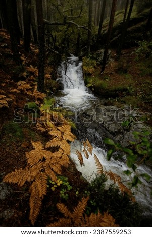 La Chorranca waterfall in Valsain, Segovia, Sierra de Guadarrama National Park. Stream with ferns and pine trees in autumn, landscape photography