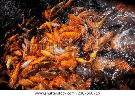 close up of a large group of koi vying for food in the pond