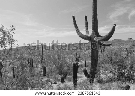 In the black and white photograph of Saguaros cacti in Arizona, a timeless and stark beauty unfolds against the desert backdrop. The absence of color emphasizes the striking forms.
