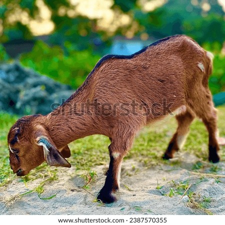Young goat eating grass stock photo