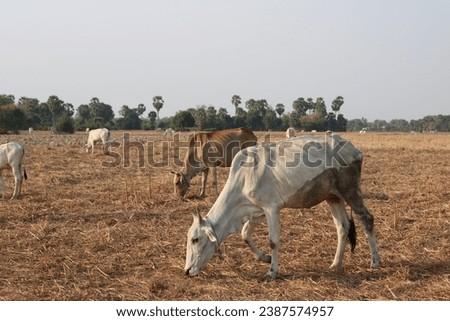 White cow eating on rice field 