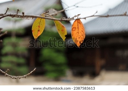 Pictures of Autumn Leaves and Temples