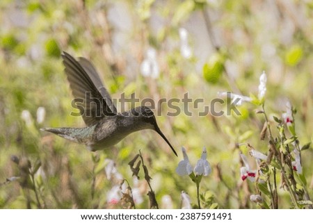 Green Hummingbird Flying while Eating Pollen from a flower in a garden 
