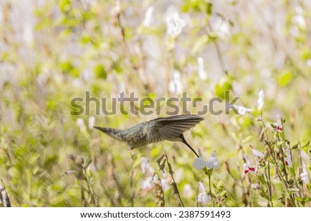 Green Hummingbird Flying while Eating Pollen from a flower in a garden 
