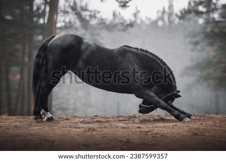 black mare horse in leather halter bowing on the forest road in autumn landscape
