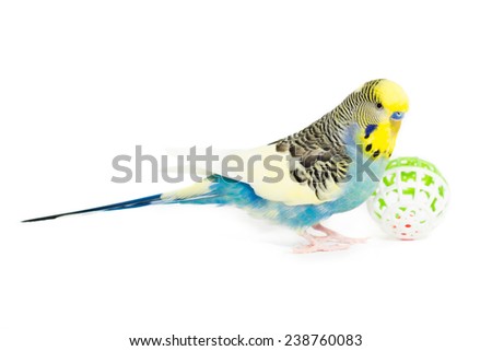 Picture of a Budgie playing