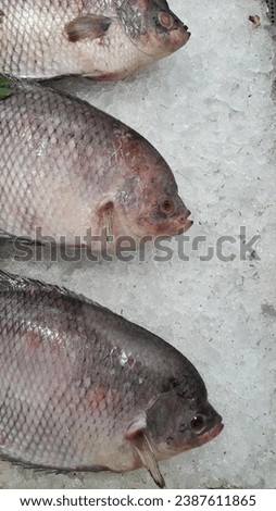 Fish Raw on ice at the fish market and department store, Product Display Shelf.