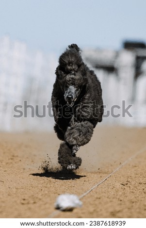 dog running lure course sport in the dirt on a sunny summer day