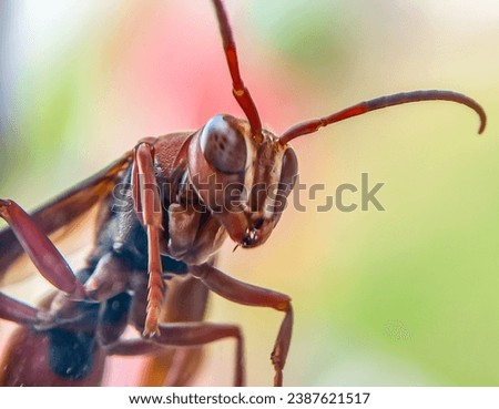 Polystes, A wasp is any insect of the narrow-waisted suborder Apocrita of the order Hymenoptera which is neither a bee nor an ant; this excludes the broad-waisted sawflies Symphyta, tawon, close up Royalty-Free Stock Photo #2387621517