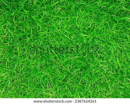 background from green grass texture