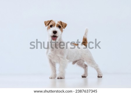 Jack Russell Terrier on a white background Royalty-Free Stock Photo #2387637345