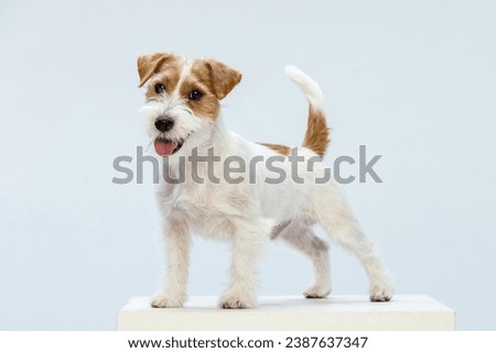 Jack Russell Terrier on a white background Royalty-Free Stock Photo #2387637347