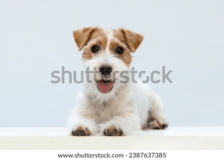 Jack Russell Terrier on a white background Royalty-Free Stock Photo #2387637385