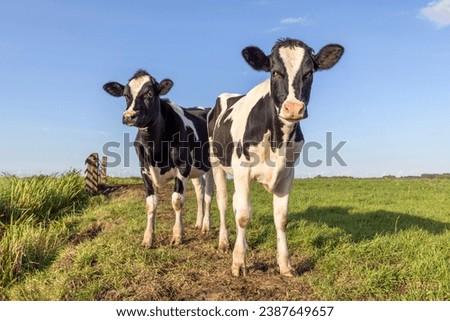 Two cows black and white, holstein, standing in a field under a blue sky, horizon and copy space Royalty-Free Stock Photo #2387649657