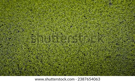green moss that floats in water, can be used for wallpaper and so on 