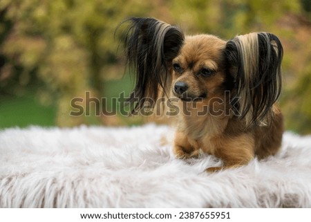Russian Toy Terrier in the autumn forest. Dog breed russian toy terrier on a blurred background in sunny weather. Outdoor.
