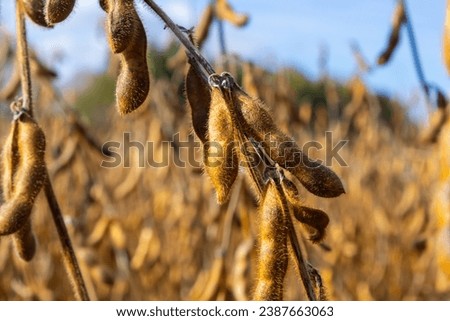 Soybean fields. Ripe golden-yellow soybean pods at sunset. Soybean field in the golden glow. Blurred background, shallow depth of field The concept of a good harvest. Macro.