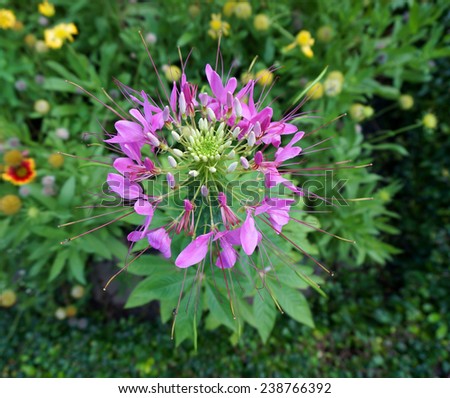 Pink  spider flower or Cleome hassleriana plant in the garden of Thailand.                                