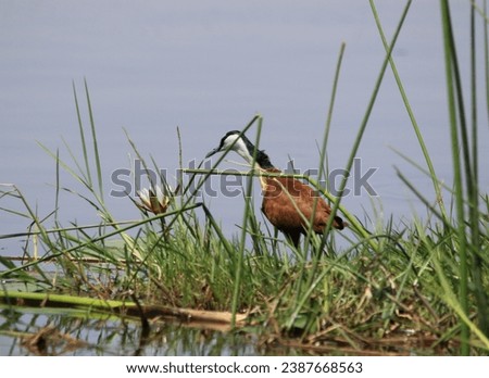 African Jacana (Lily Hopper) near to a lily in Okavango Delta