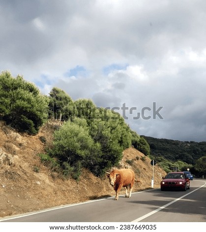 Italy, Sardinia Island: Cow on the road.