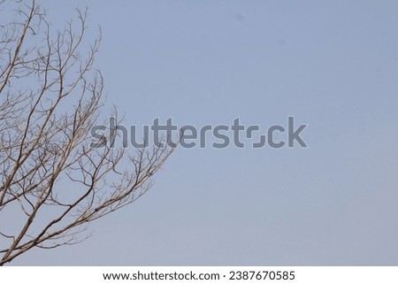 Dry tree against natural blue-sky background. Wallpaper background. copy space. Negative space Royalty-Free Stock Photo #2387670585