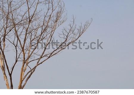 Dry tree against natural blue-sky background. Wallpaper background. copy space. Negative space Royalty-Free Stock Photo #2387670587