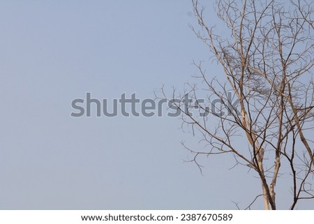Dry tree against natural blue-sky background. Wallpaper background. copy space. Negative space Royalty-Free Stock Photo #2387670589