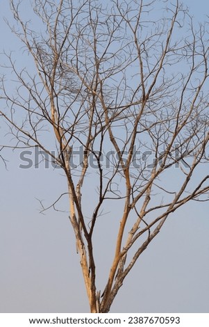 Dry tree against natural blue-sky background. Wallpaper background. copy space. Negative space Royalty-Free Stock Photo #2387670593