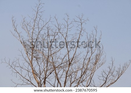 Dry tree against natural blue-sky background. Wallpaper background. copy space. Negative space