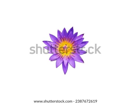 The white background in the picture is a purple lotus. The petals of the long, oval lotus are stacked in layers all the way to the center of the flower. The stamens are a mix of white and yellow. The 