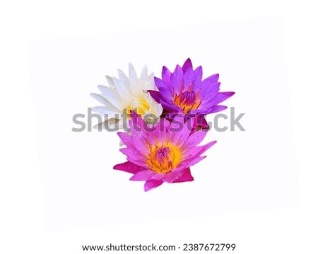 The white background in the picture is a purple lotus. The petals of the long, oval lotus are stacked in layers all the way to the center of the flower. The stamens are a mix of white and yellow. The 
