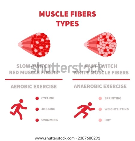 Skeletal muscle fiber types with slow twitch and fast twitch infographics. Red and white muscular tissue structure for aerobic and anaerobic exercises. Marathon runner vs sprinter. Vector illustration Royalty-Free Stock Photo #2387680291