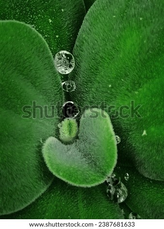 water lettuce with water droplets on it