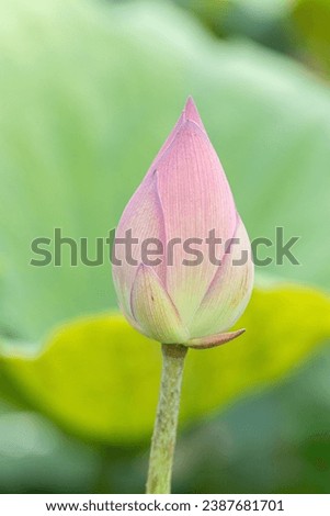 Lotus flower in the pond,Thailand. (Selective focus)
