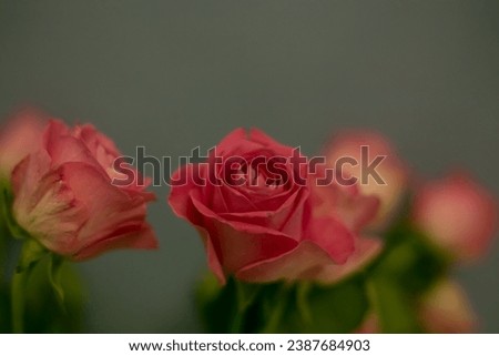 Fresh spray roses flowers. Mother's day, Valentines Day, Birthday celebration concept. Greeting card. Copy space for text.
