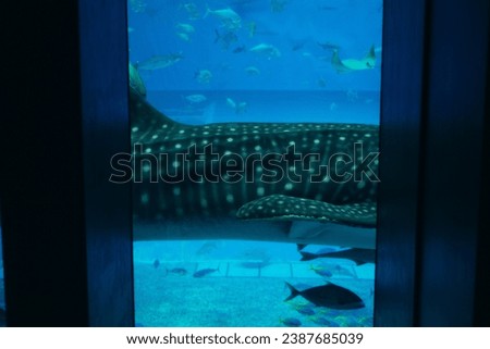 Close up view of Whale shark swimming in Okinawa Churaumi Aquarium