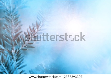 Fir branches with lights bokeh. Soft focus. Christmas blurred background